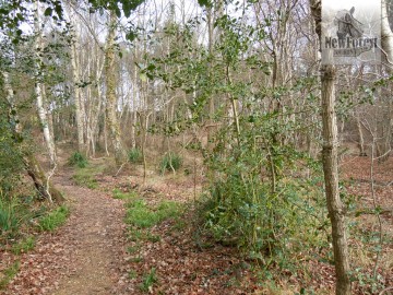 Woods near Roydon Woods