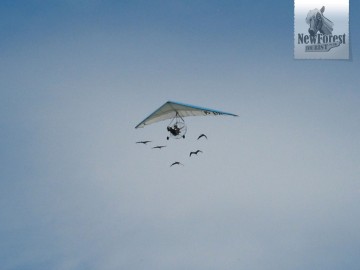 Microlight and geese formation flying