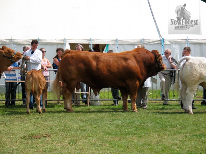 Forest Bull